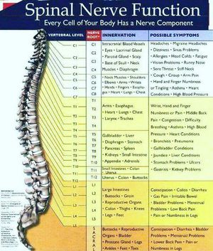 Spinal nerves - MEDizzy