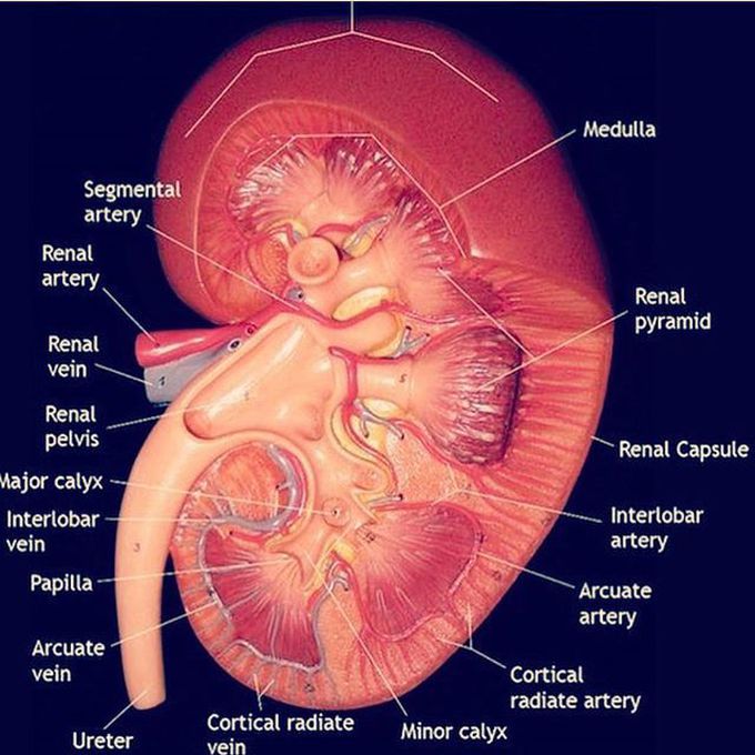 Get to know your complicated kidney! 