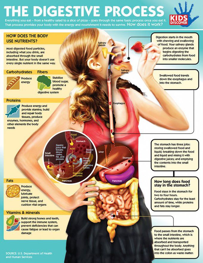 Digestion of food