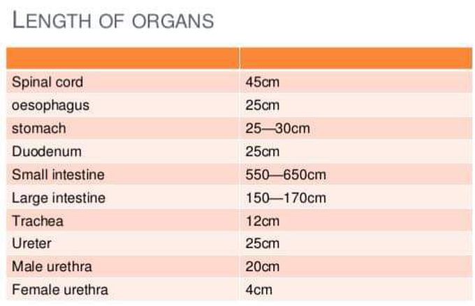 Length of organ