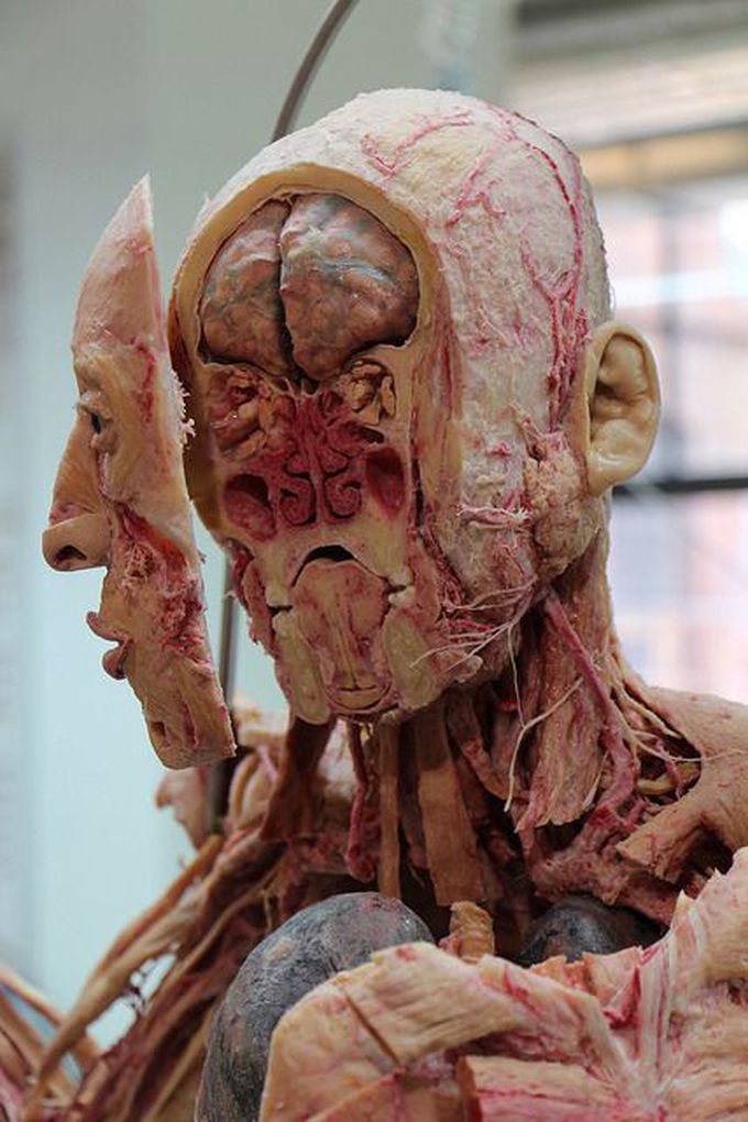 Human anatomy