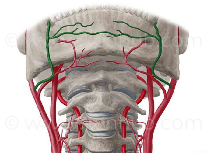 Identify the structure in green