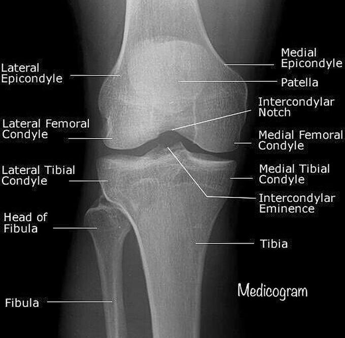The Knee joint