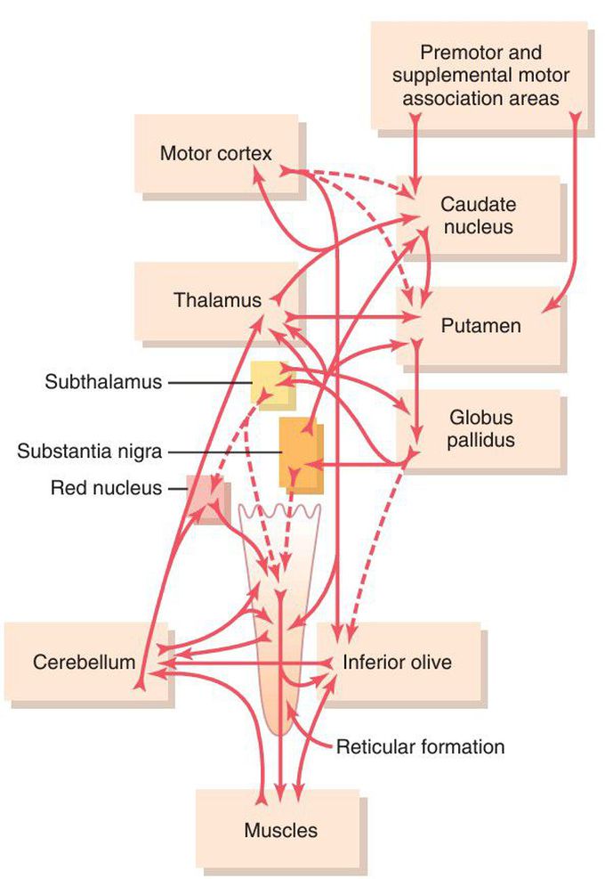 Basal ganglia