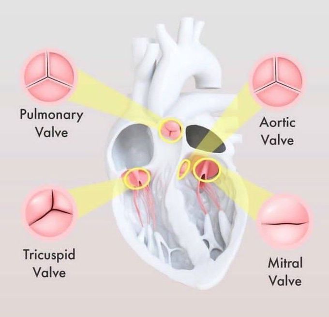 Heart valves