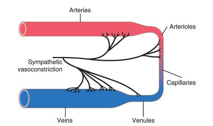 Systemic circulation