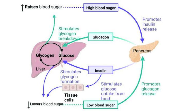 Insulin Regulation