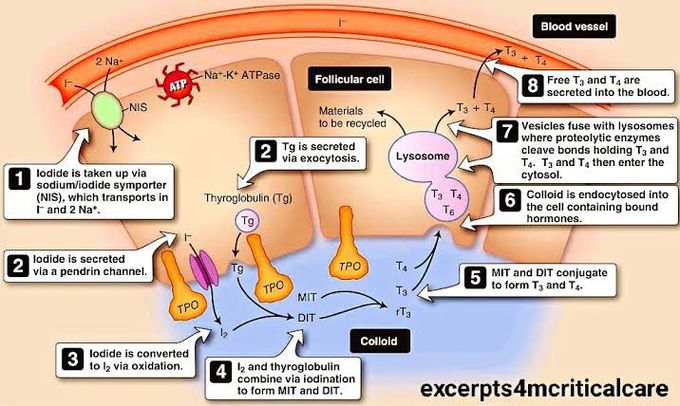 Thyroid Hormone Synthesis