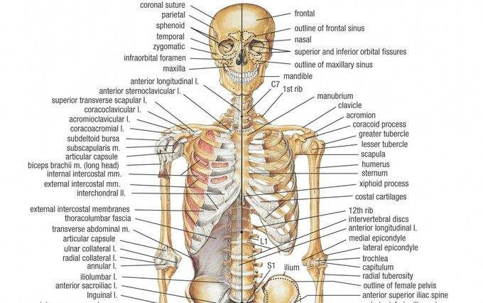Skeleton