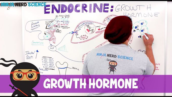 Growth hormone