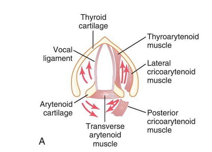 Larynx