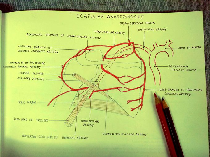 Scapular Anastomosis