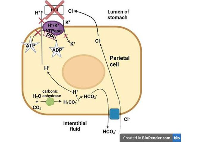 PPI's mechanism of action