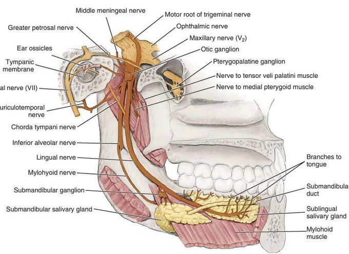 Mandibular teeth innervation