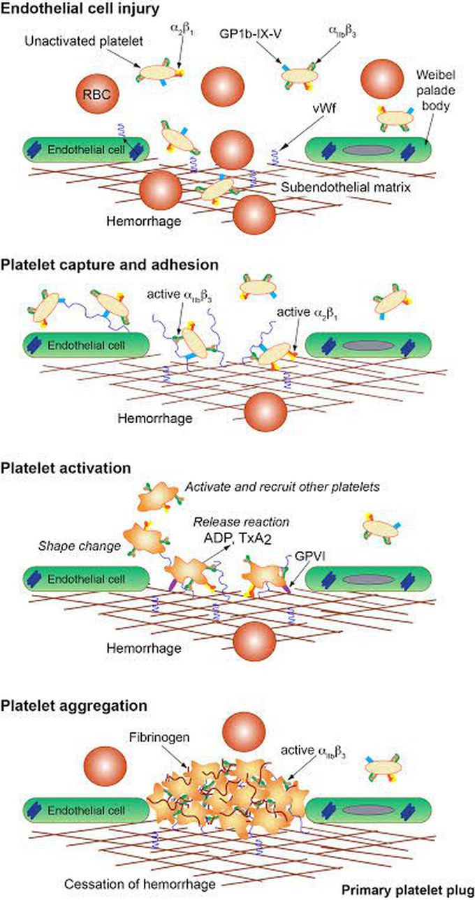 Primary Hemostasis