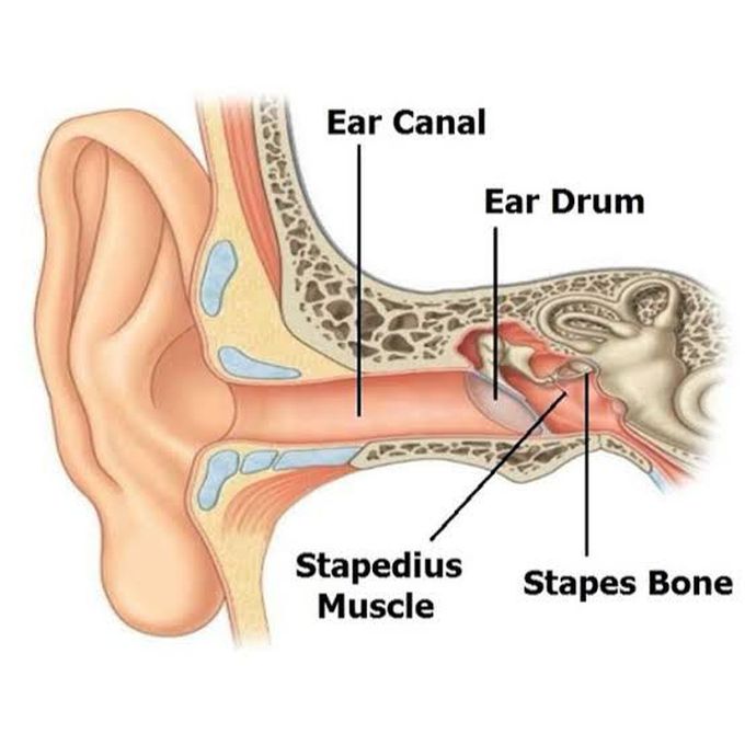 Stapedius Muscles