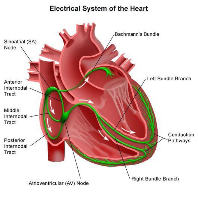 Electrical System of the Heart