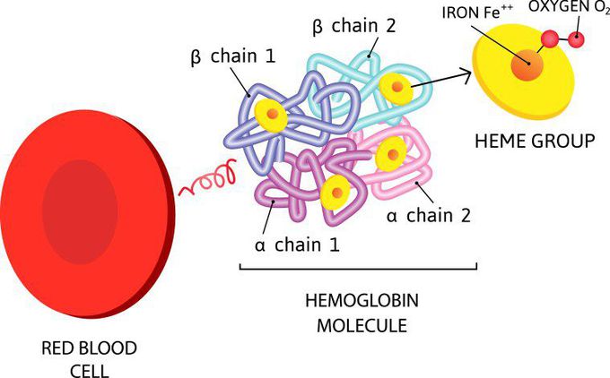 Biochemical structure of a Hemoglobin molecule!