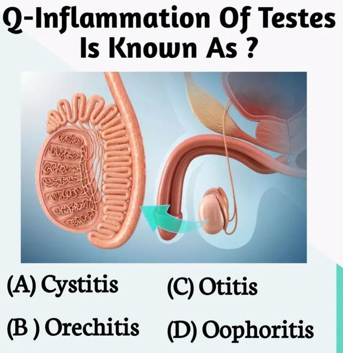 Inflammation of Testes