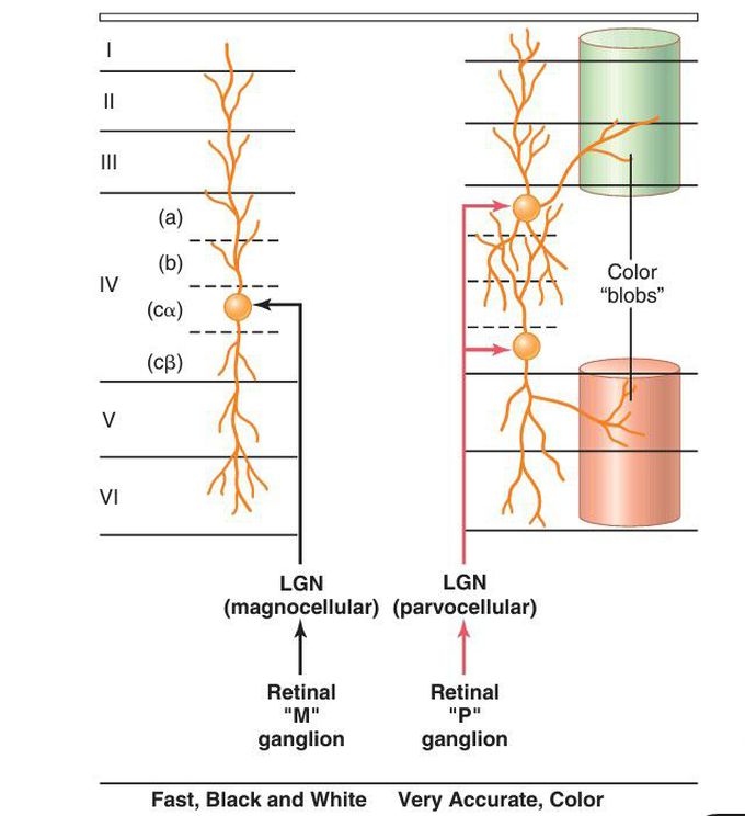 Primary visual cortex