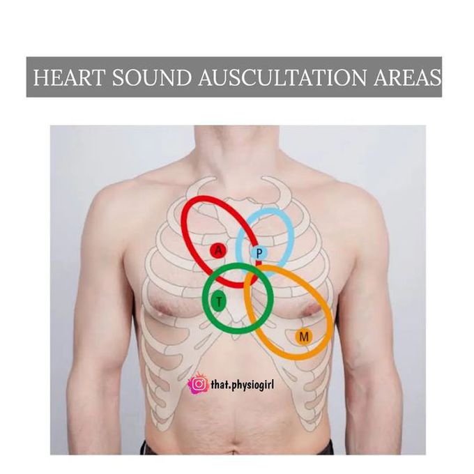 Auscultation