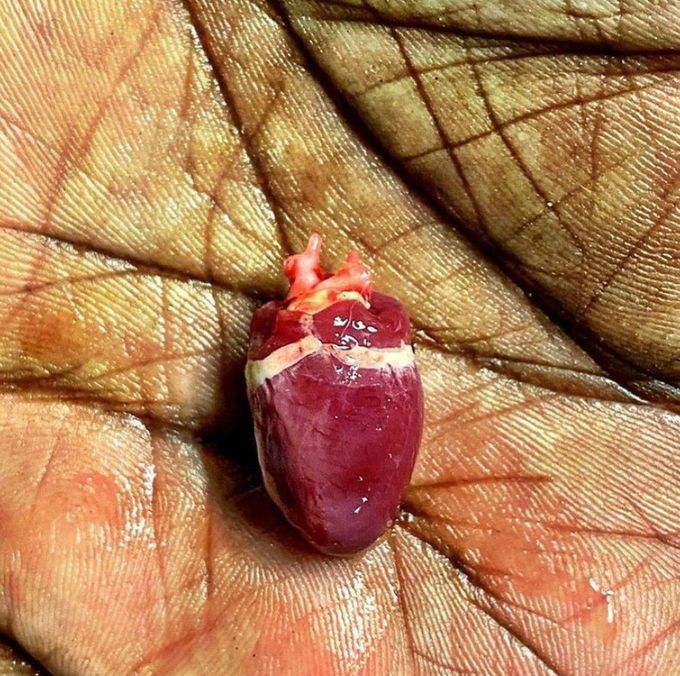 Tiny pretty heart ❤️