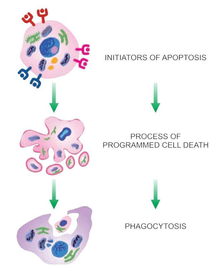 Apoptosis