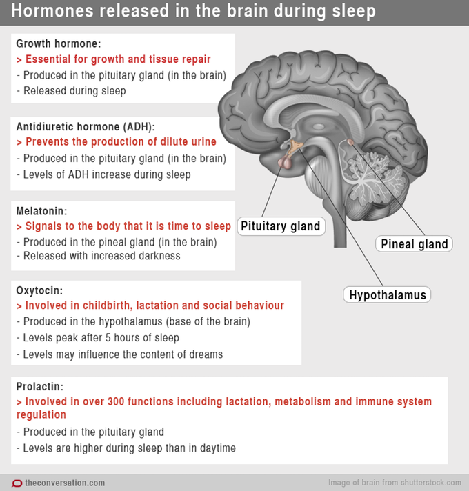 Hormones released in the brain during sleep