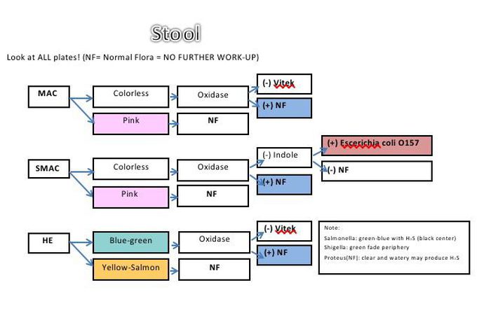 Clinical Specimen Work-Up: Stool