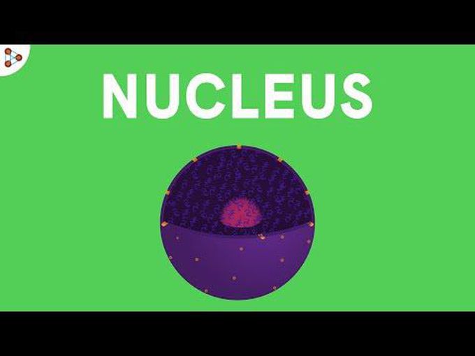 Nucleus-The Control center of Cell