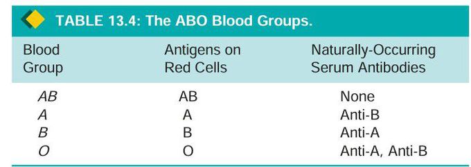 The ABO blood groups