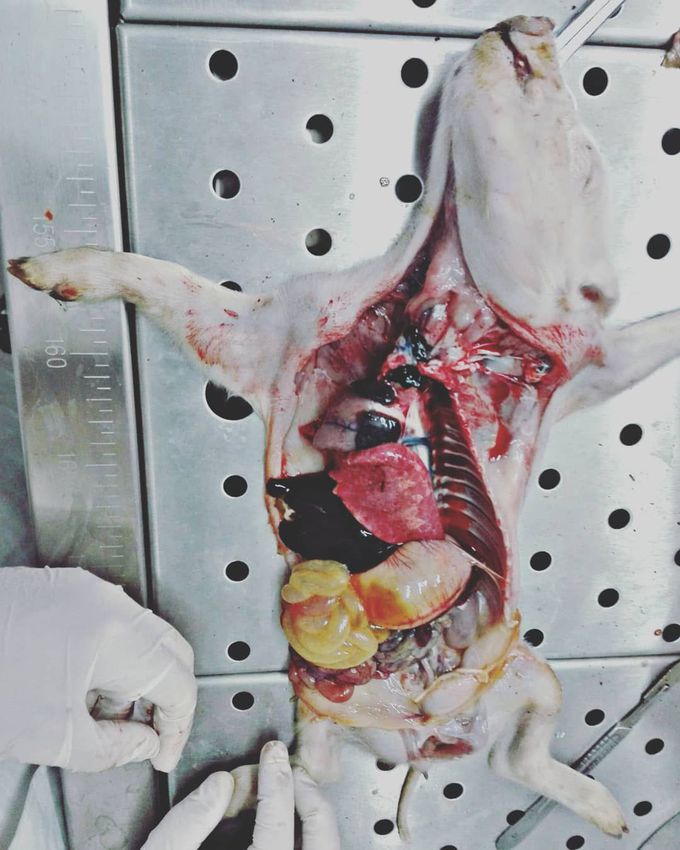 Hour of pathology