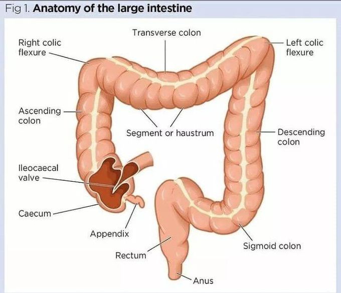 Large intestine