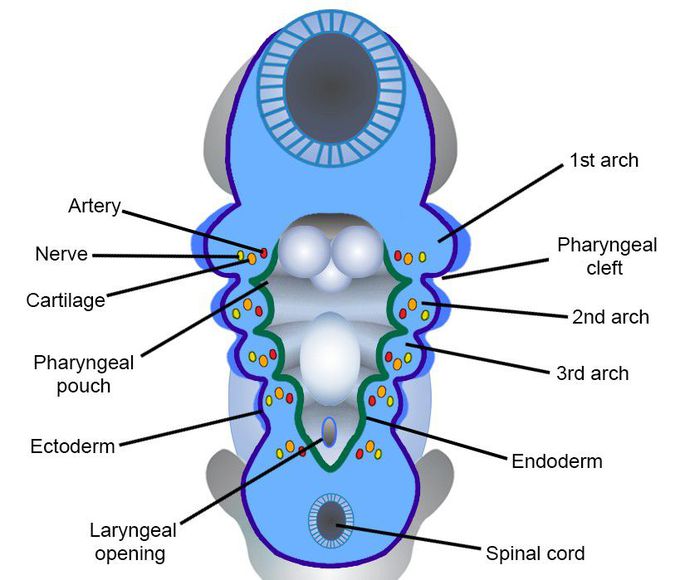 Pharyngeal arch derivatives.