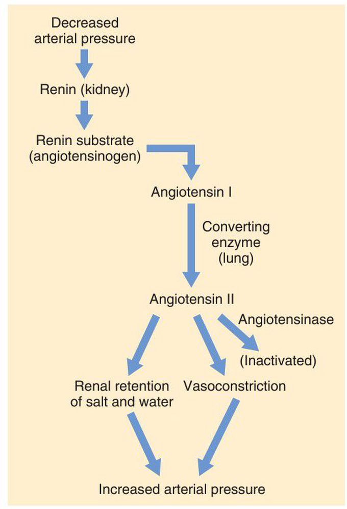 Renin angiotensin mechanism