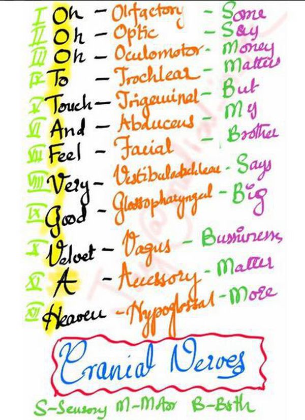 Cranial Nerves Mnemonic