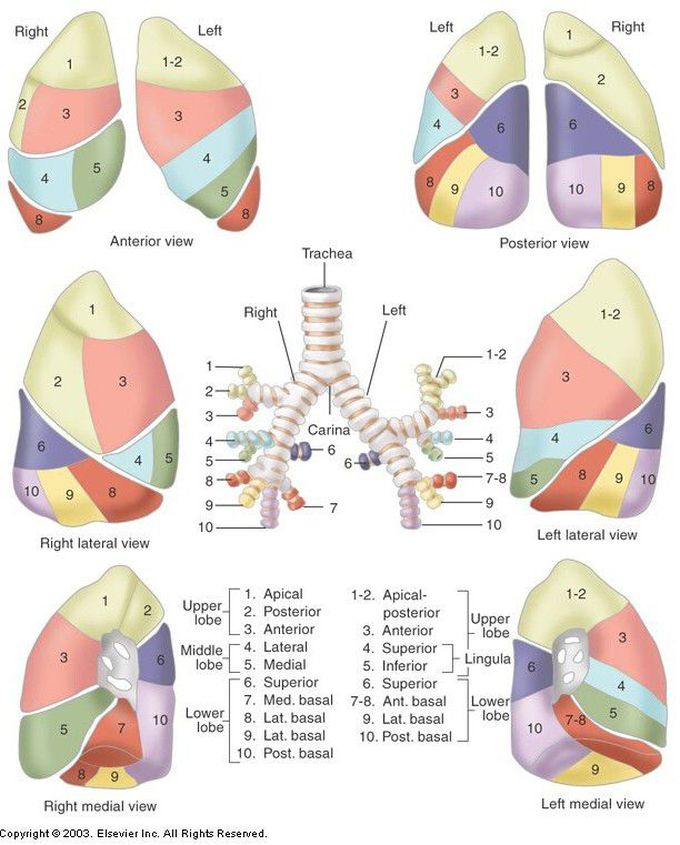 Lobe of Lung