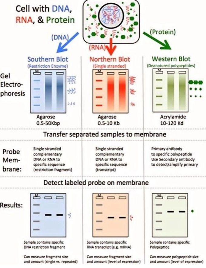 Blotting Types