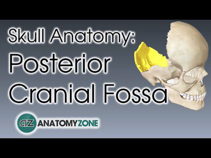 Posterior cranial fossa: A 3D tutorial