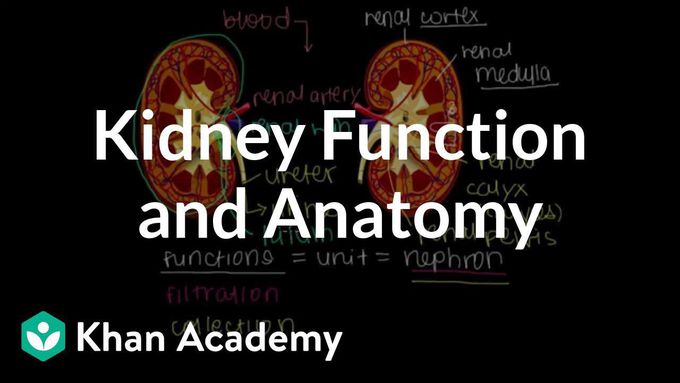 Kidney function and anatomy