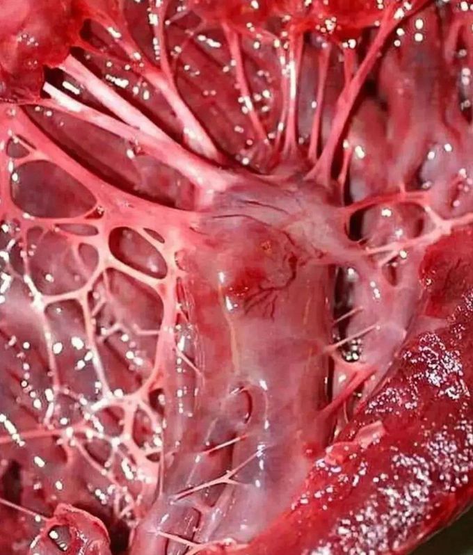 The magnificent chordae tendineae