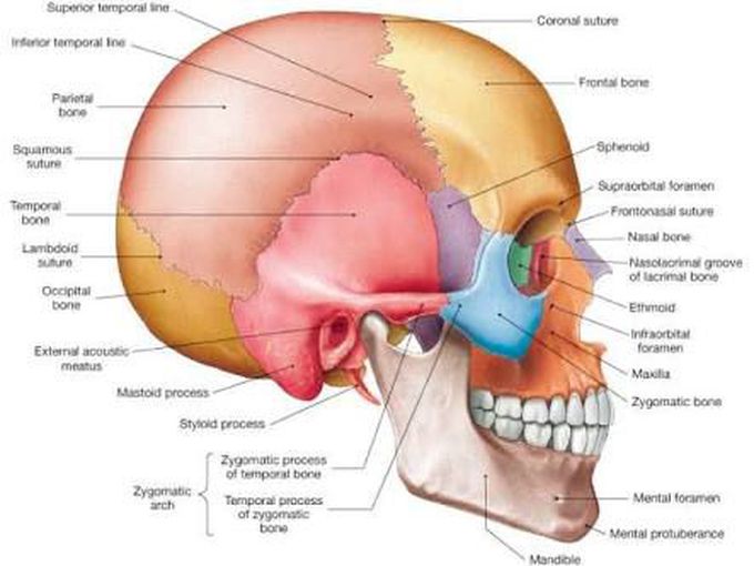 Axial skeleton