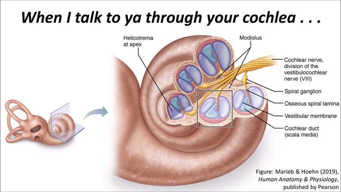 Cochlea Anatomy