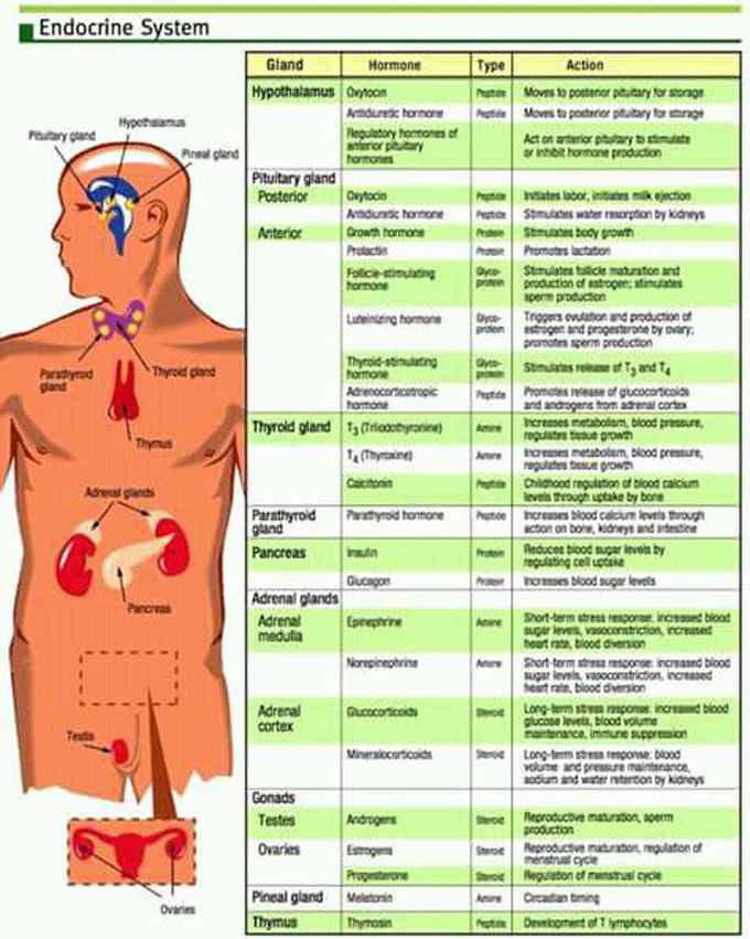 Endocrin system