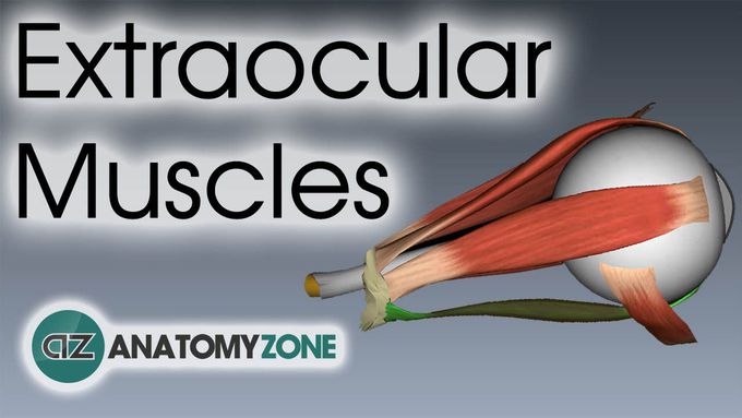 Extraocular Muscles - Anatomy