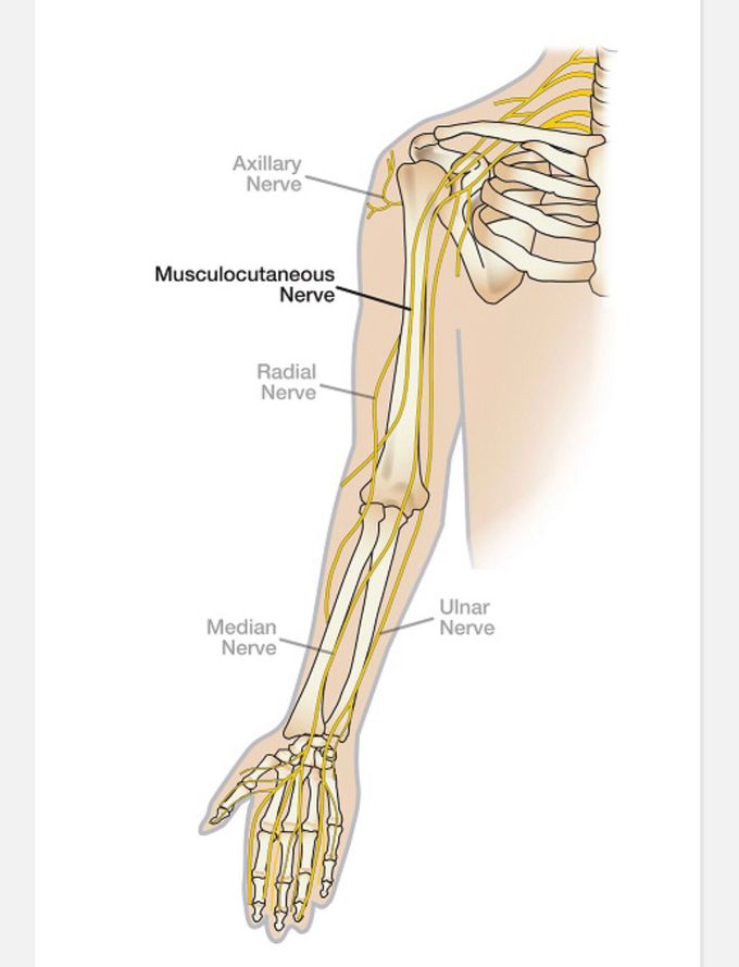 Nerves of upper limb