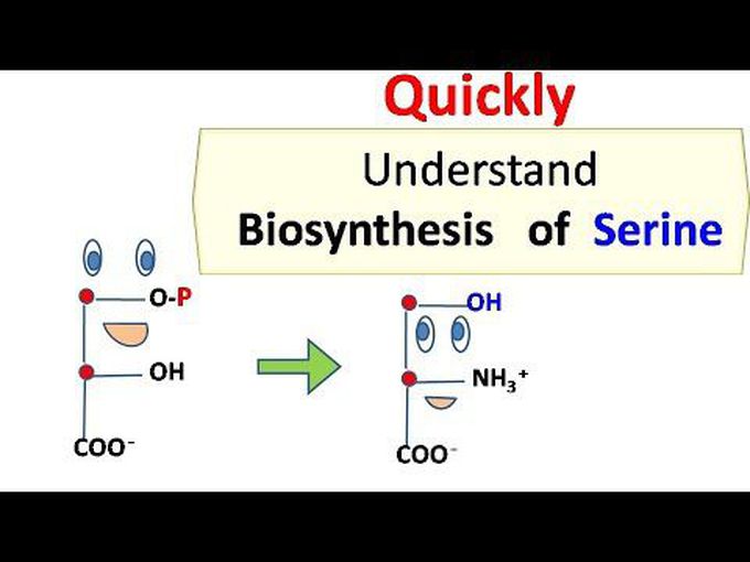 Mechanism of Serine biosynthesis