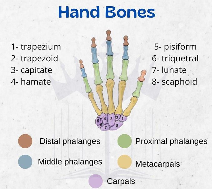 Hand Bones