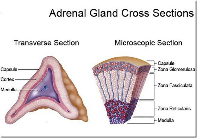 Adrenal Gland