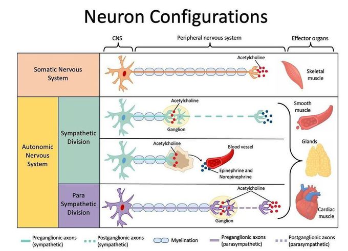 Neuron Configurations